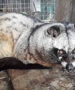 Cầy Vòi Hương Thịt Quảng Ngãi