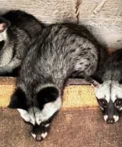 Phân Phối Cầy Vòi Hương Giống